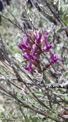 Astragalus malacus