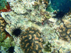 Echinothrix diadema