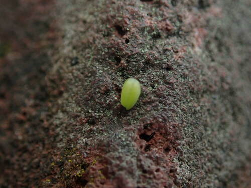 Image of Valerianella carinata by (c) Daniel Cahen, some rights reserved (CC BY)