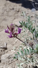 Astragalus malacus
