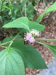 Callicarpa americana