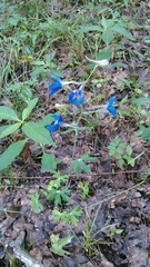 Delphinium alabamicum