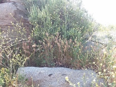 Solanum umbelliferum