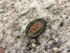 コケハダヒザラ