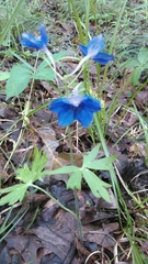 Delphinium alabamicum