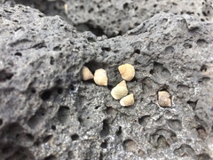 Littorininae