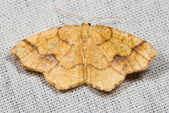 Nematocampa brehmeata