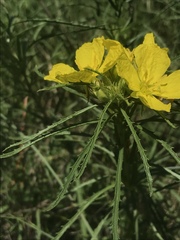 Oenothera serrulata