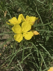 Oenothera serrulata