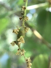 Callirhytis congregata