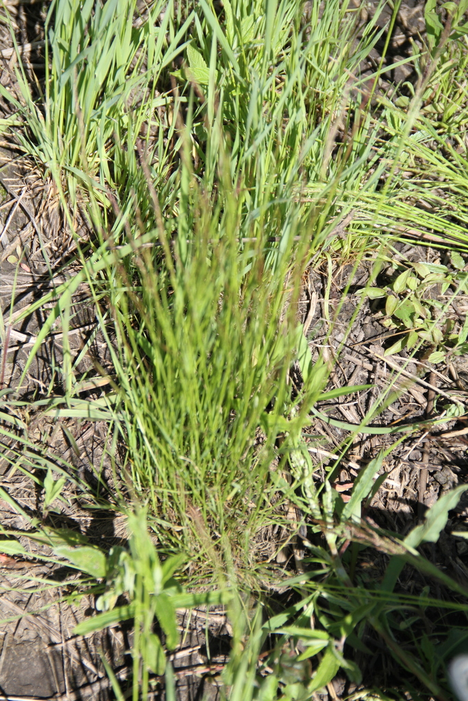 Ticklegrass (Plants of Lone Mesa State Park) · iNaturalist