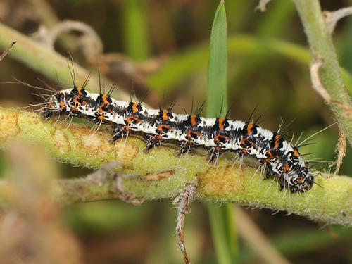 Crimson-speckled Flunkey