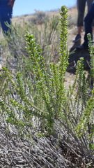 Tetradymia glabrata