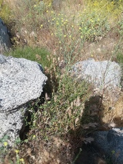 Solanum umbelliferum