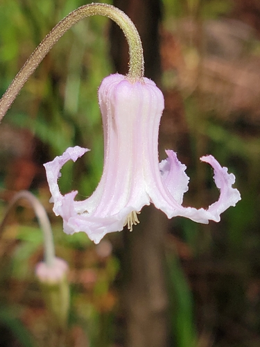 Image of Clematis baldwinii by (c) Jay Horn, some rights reserved (CC BY)