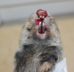 Cryptomys hottentotus