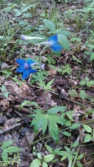 Delphinium alabamicum