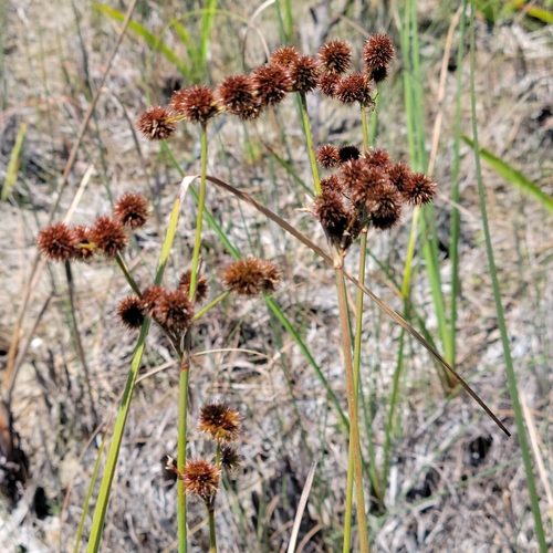 Image of Juncus megacephalus by (c) Jay Horn, some rights reserved (CC BY)