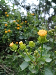 Senecio quinquelobus