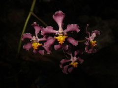 Trichocentrum andrewsiae