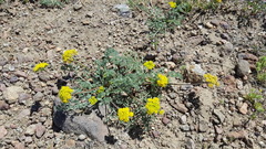 Lomatium foeniculaceum