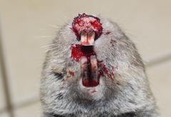 Cryptomys hottentotus