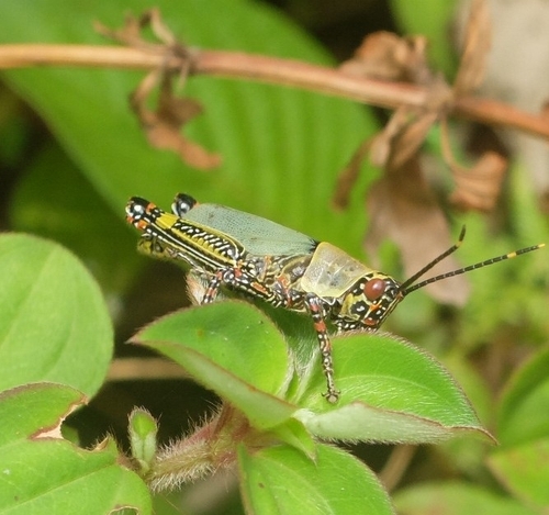 Variegated grasshopper