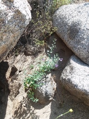 Solanum umbelliferum