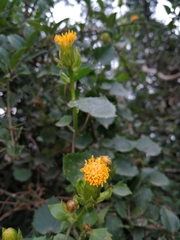 Senecio quinquelobus