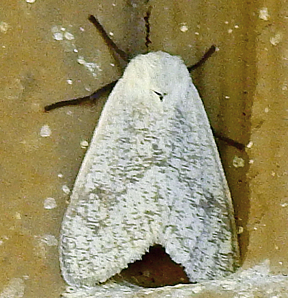 Euchaetes expressa