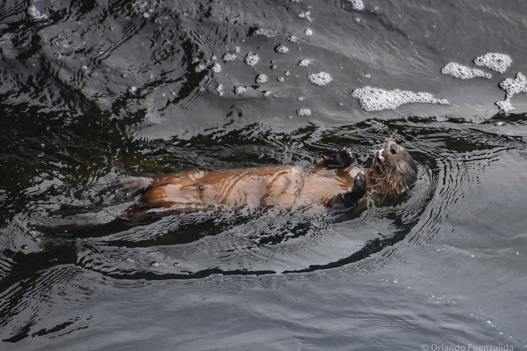 Marine otter swimming on its back at the surface of dark water