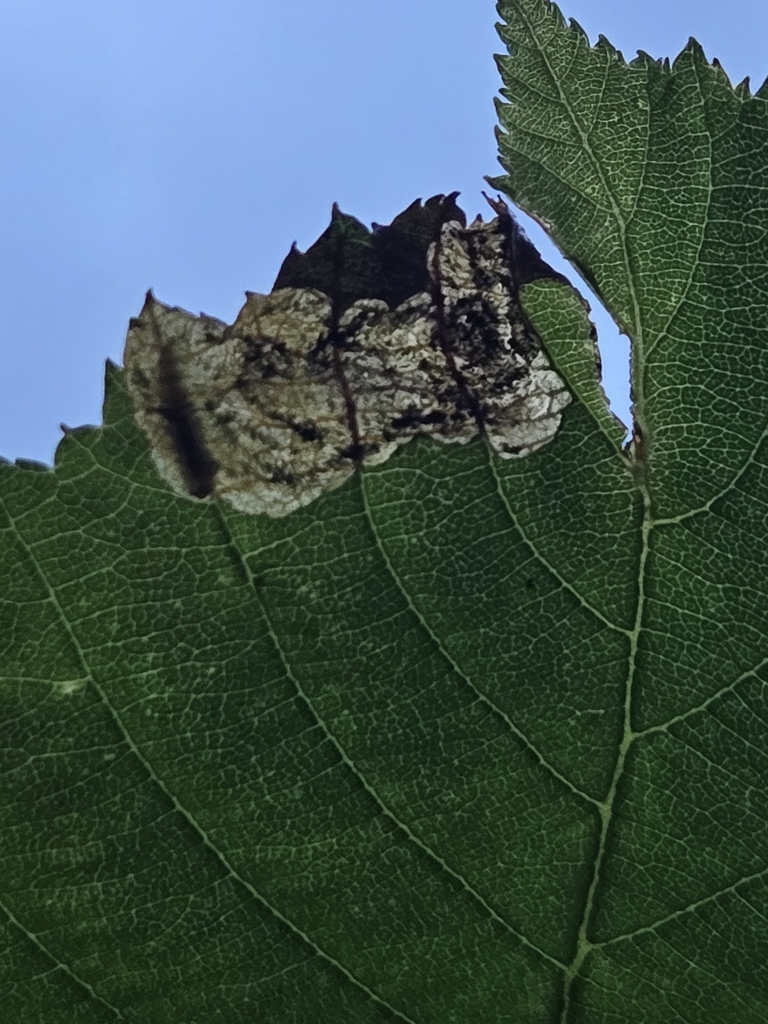Orchestes mixtus from west mead township pa 16335 usa on may 11 2024