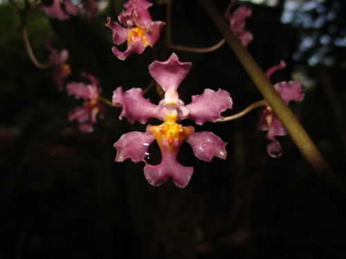 Trichocentrum andrewsiae, photograph 3