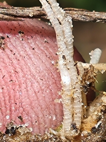 Image of Eriocaulon ravenelii by (c) Jay Horn, some rights reserved (CC BY)