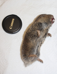 Cryptomys hottentotus