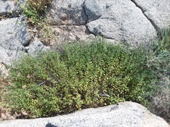 Solanum umbelliferum