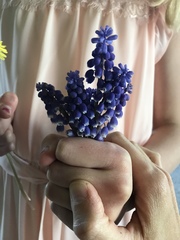 Muscari armeniacum
