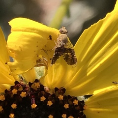 Cryptotreta cislimitensis