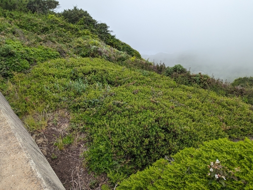 Arctostaphylos franciscana, photograph 4