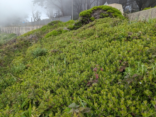 Arctostaphylos franciscana, photograph 5