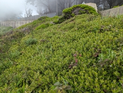 Arctostaphylos franciscana, photograph (c) Alexander Wentworth, some rights reserved (CC BY)