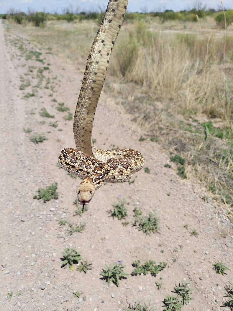 Gopher Snake from Bingham, NM 87832, USA on May 11, 2024 at 12:38 PM by ...