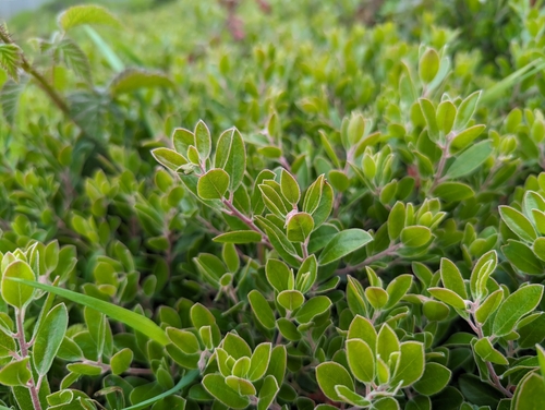 Arctostaphylos franciscana, photograph 6