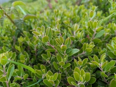 Arctostaphylos franciscana, photograph (c) Alexander Wentworth, some rights reserved (CC BY)