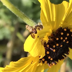 Cryptotreta cislimitensis