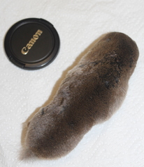 Cryptomys hottentotus