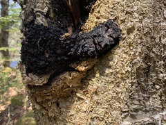 Inonotus obliquus sterilis