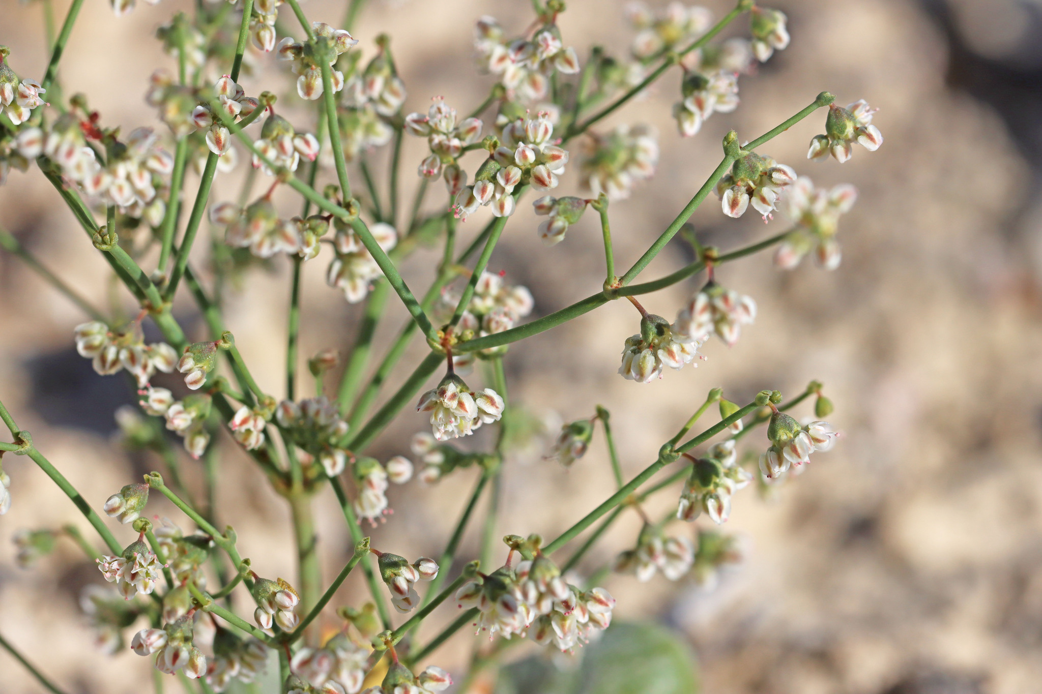 Eriogonum deflexum