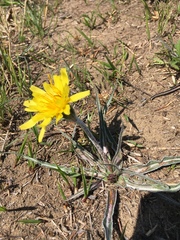 Nothocalais cuspidata