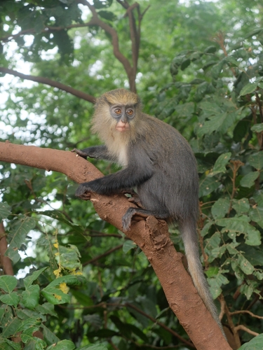 Campbell's Monkey
